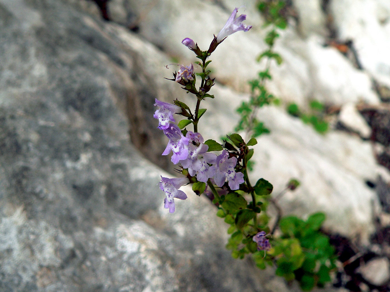 Calamintha nepeta
